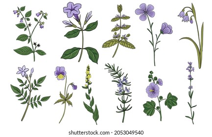 vector drawing medicinal plants, wild herbs, floral elements isolated at white background, hand drawn illustration