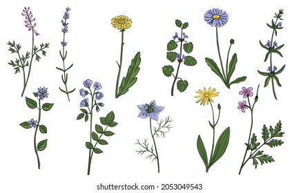 vector drawing medicinal plants, wild herbs, floral elements isolated at white background, hand drawn illustration