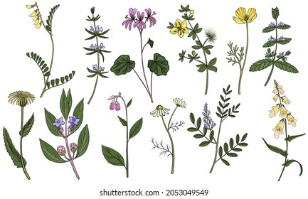 Vektorgrafik-Heilpflanzen, Wildkräuter, Blumenelemente einzeln auf weißem Hintergrund, handgezeichnet