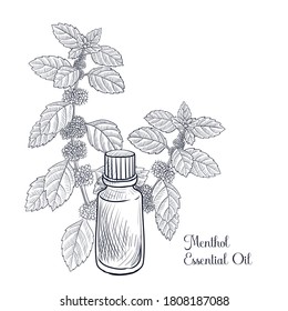 vector drawing menthol essential oil, mint, hand drawn illustration