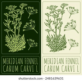 Vector drawing MERIDIAN FENNEL. Hand drawn illustration. The Latin name is CARUM CARVI L.
