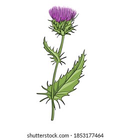 vector drawing milk thistle, Silybum marianum, hand drawn illustration of medicinal plant