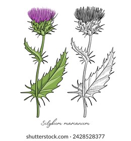 vector drawing milk thistle, Silybum marianum, hand drawn illustration of medicinal plant