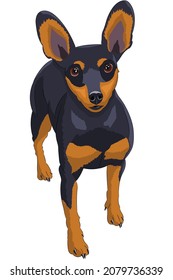 Vector drawing of a miniature pinscher dog.