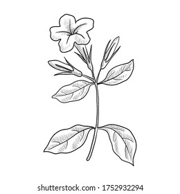 vector drawing minnieroot, Ruellia tuberosa, hand drawn illustration of medicinal plant