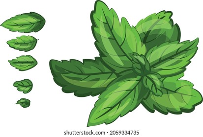 vector drawing of mint leaf with separate leaves