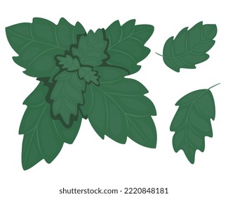Vector drawing of a mint leaf.Vector illustration of fresh peppermint. Isolated illustration of a mint leaf icon on a white background.