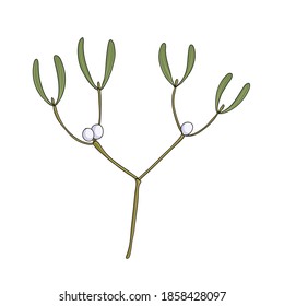 vector drawing mistletoe, Viscum album, hand drawn illustration of medicinal plant