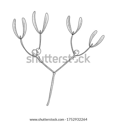 vector drawing mistletoe, Viscum album, hand drawn illustration of medicinal plant