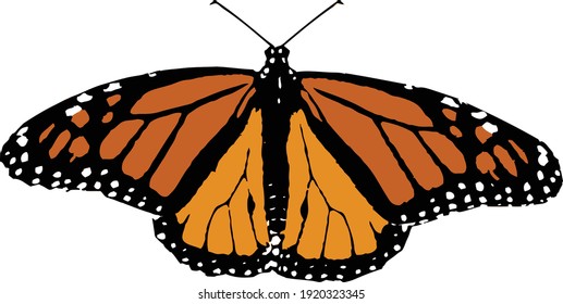 Vector drawing of monarch butterfly