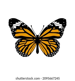 vector drawing monarch butterfly , Danaus plexippus isolated at white background,hand drawn illustration