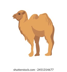 vector drawing Mongolian camel, cartoon animal isolated at white background, hand drawn illustration