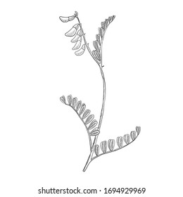 Vector Drawing Mongolian Milkvetch, Astragalus Propinquus, Hand Drawn Illustration