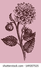 Vector drawing monohramny branches dahlias with buds and leaves