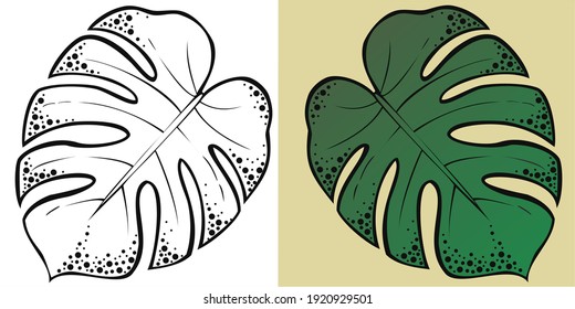 Vector drawing, monstera leaves in black and white and color
