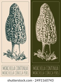 Vector dibujando MORCHELLA CONTINUA. Dibujado a mano ilustración. El nombre de Latina es MORCHELLA CONICA PERS.
