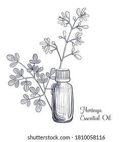 vector drawing moringa essential oil,Moringa oleifera , hand drawn illustration