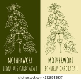 Vector drawing MOTHERWORT. Hand drawn illustration. The Latin name is  LEONURUS CARDIACA L.
