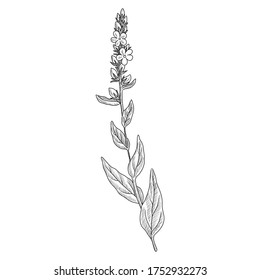 vector drawing mullein, Verbascum thapsus, hand drawn illustration of medicinal plant