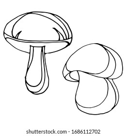 
Vector drawing of mushrooms. Forest residents. Illustration, sketch.