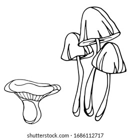 
Vector drawing of mushrooms. Forest residents. Illustration, sketch.
