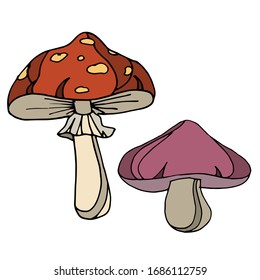 
Vector drawing of mushrooms. Forest residents. Illustration, sketch.