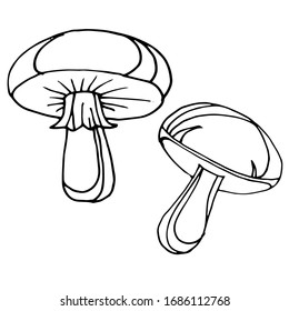 
Vector drawing of mushrooms. Forest residents. Illustration, sketch.