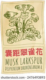 Vector drawing MUSK LARKSPUR in Chinese. Hand drawn illustration. The Latin name is DELPHINIUM BRUNONIANUM R.
