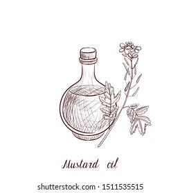 vector drawing mustrad oil, bottle of vegetable oil and mustard plant,hand drawn illustration