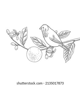 vector drawing natural background with bird and flowering orange tree branches, hand drawn illustration for cover design or print