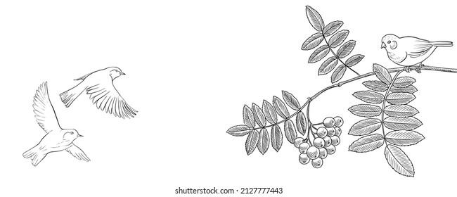 vector drawing natural background with birds and rowan tree branches with berries and leaves, hand drawn illustration for cover design or print