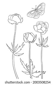 vector drawing natural background with flowers of buttercup and butterfly, hand drawn illustration, template for coloring pages
