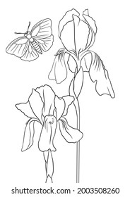 vector drawing natural background with flowers of iris and butterfly, hand drawn illustration, template for coloring pages