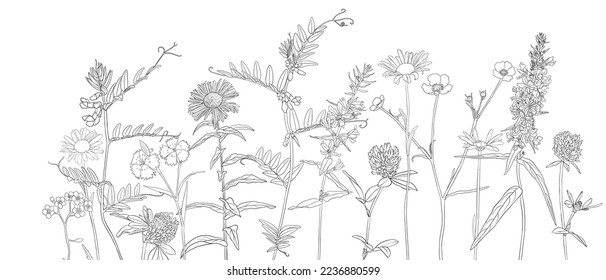 vector drawing natural background with wild flowers, flowering meadow, black and white coloring page, hand drawn illustration