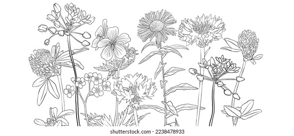 vector drawing natural background with wild flowers, flowering meadow, black and white coloring page, hand drawn illustration