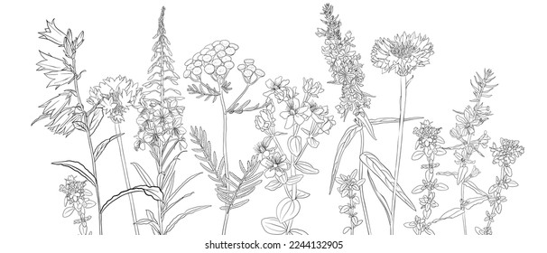 vector drawing natural background with wild flowers, flowering meadow, black and white coloring page, hand drawn illustration