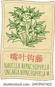 Vector drawing NAUCLEA RHYNCHOPHYLLAR in Chinese. Hand drawn illustration. Latin name is UNCARIA RHYNCHOPHYLLA M.
