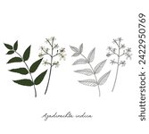 vector drawing neem tree branch, Azadirachta indica at white background, hand drawn illustration