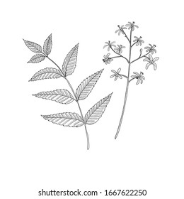 vector drawing neem tree branch, Azadirachta indica , hand drawn illustration