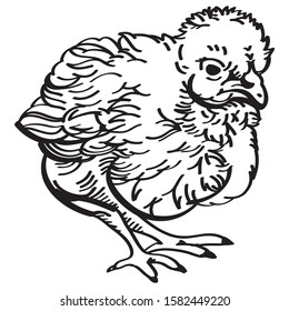 
Vector drawing nestling chicken, outline drawing