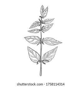 vector drawing nettle plant, Urtica dioica , hand drawn illustration of medicinal plant