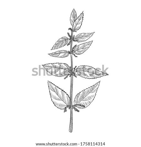 vector drawing nettle plant, Urtica dioica , hand drawn illustration of medicinal plant