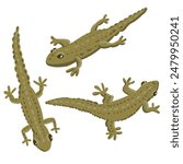 vector drawing newts, triturus isolated at white background, hand drawn illustration