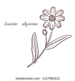 vector drawing Niger pea, Guizotia abyssinica, hand drawn illustration