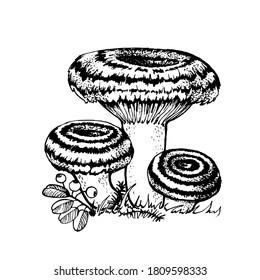 Vector drawing of niscalo black and white graphics, pink wolf, chanterelle, lamellar mushrooms, gourmet cuisine, vegetarian, autumn mushrooms isolated on white background for printing, cookbook, logo.