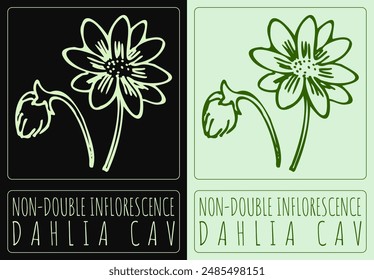 Vector drawing NON-DOUBLE INFLORESCENCE. Hand drawn illustration. The Latin name is DAHLIA CAV
