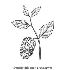 vector drawing noni, Morinda citrifolia, hand drawn illustration