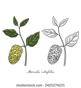 vector drawing noni, Morinda citrifolia, hand drawn illustration