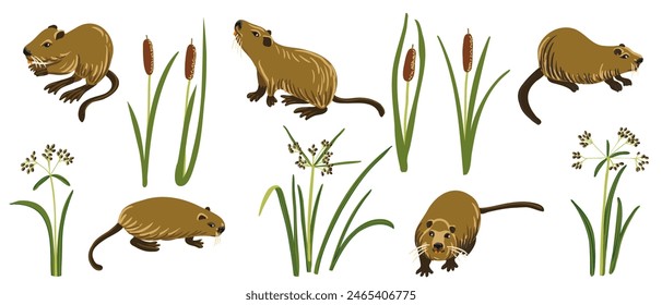 vector drawing nutria, coypu and bulrush, cartoon animals and river plants isolated at white background, hand drawn illustration