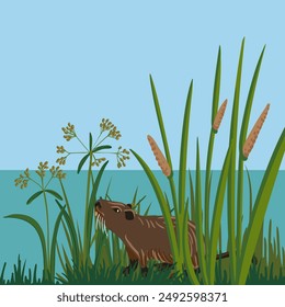 vector drawing nutria, coypu and bulrush, cartoon animal and river plants at landscape background, hand drawn illustration